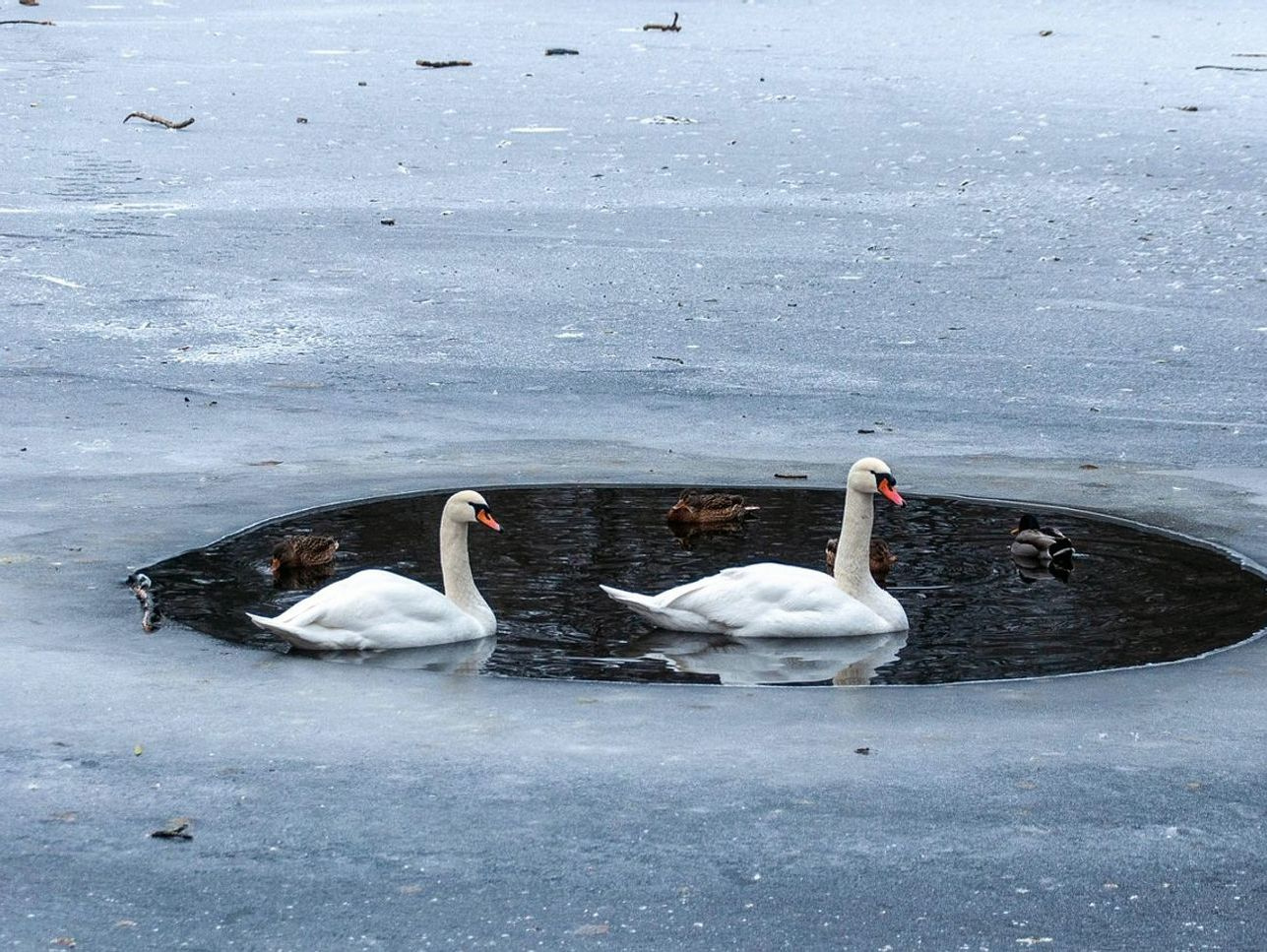 Campos abertos de tundra e picos distantes cobertos de neve